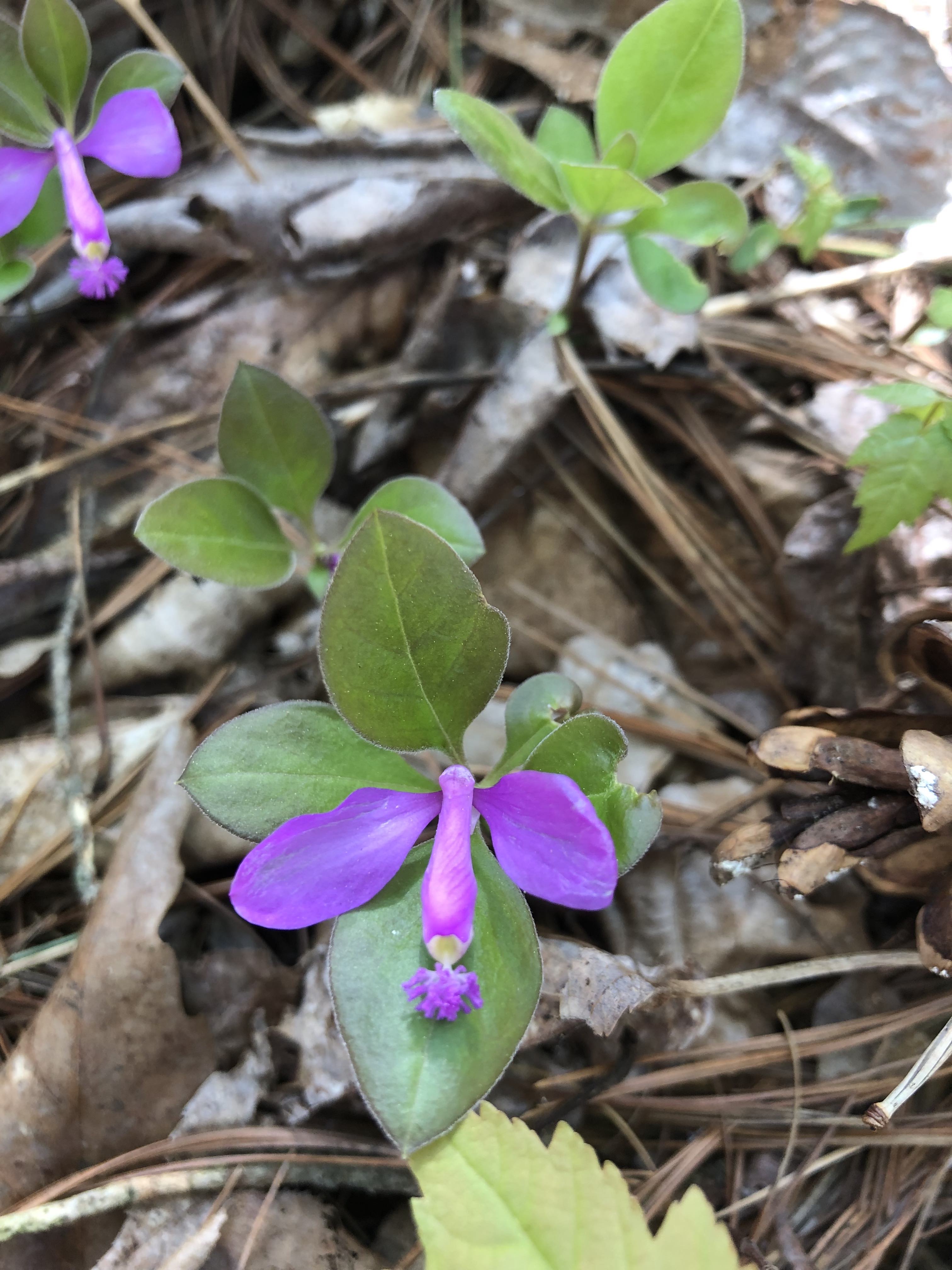 Small purple flower, a fringed polygala
